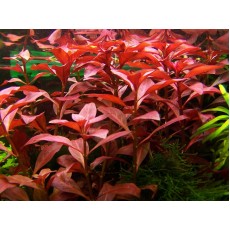 Ludwigia repens 'Rubin'